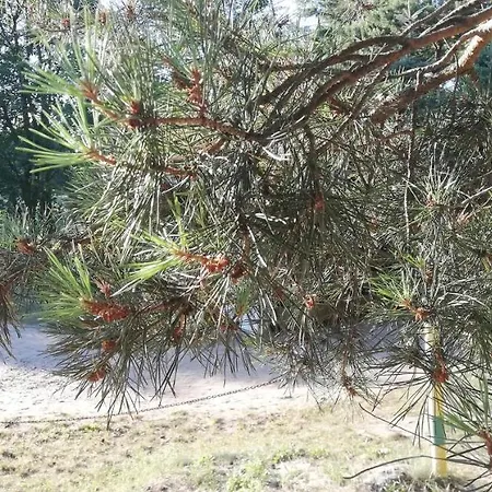 Sielski Domek Zielony Zakatek Kętrzyn