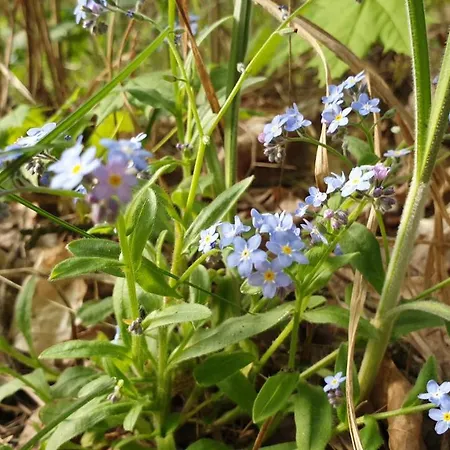Sielski Domek Zielony Zakatek